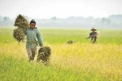 Nông dân Myanmar. (Nguồn: mmtimes.com)