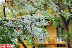 Hà Nội đẹp ngỡ ngàng bởi vẻ đẹp tinh khôi của hoa sưa 