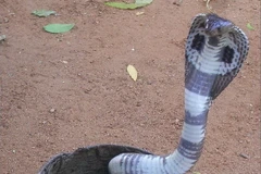 Rắn hổ mang Ấn Độ.