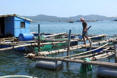 Một bè nuôi tôm hùm. (Ảnh minh họa. Thế Lập/TTXVN)