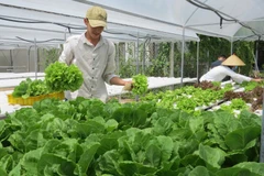 (Ảnh minh họa. Chương Đài/TTXVN)