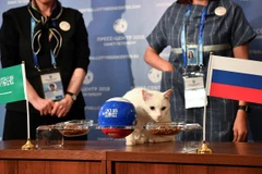 Chú mèo trắng Achilles sống tại Bảo tàng Hermitage ở thành phố St. Petersburg (Nga) đã lựa chọn "Gấu Nga". (Nguồn: Reuters)