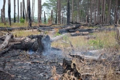 [Photo] Đắk Nông: Rừng thông ven Quốc lộ 28 đang bị xóa sổ
