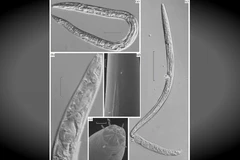 Giun tiền sử được hồi sinh. (Nguồn: euronews.com)