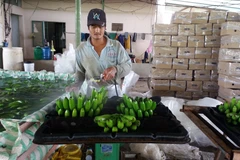 Sơ chế chuối tại xã Tân Lâm, huyện Xuyên Mộc, Bà Rịa-Vũng Tàu. (Ảnh: Hoàng Nhị/TTXVN)