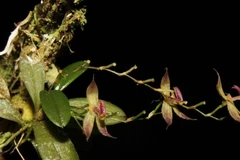 Loài hoa mới được đặt tên Andinia Tingomariana. (Nguồn: EFE)