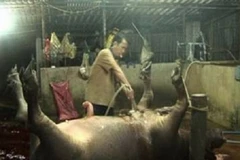 Mức phạt bơm nước vào lợn để tăng trọng lượng không đủ sức răn đe