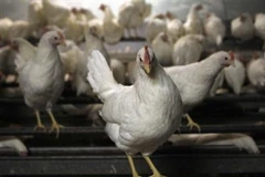 Hàn Quốc cấm nhập khẩu gia cầm từ Anh và Hà Lan