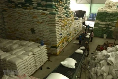 Chuẩn bị nguồn hàng gạo xuất khẩu tại Công ty Lương thực sông Hậu thuộc Tổng công ty Lương thực miền Nam. (Ảnh: TTXVN) 