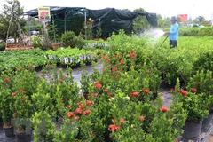 Người dân phường Tân Quy Đông, thành phố Sa Đéc, trồng hoa phục vụ thị trường Tết. (Ảnh: Nguyễn Văn Trí/TTXVN)