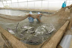 Khu vực nuôi cá tra bố mẹ của Tập đoàn Việt-Úc. (Ảnh: Phạm Hậu/TTXVN)