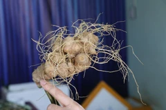 Các loại củ bị bắt sáng 1/3 từ miền Bắc đưa vào vùng trọng điểm trồng sâm Ngọc Linh Kon Tum để đội lốt sâm Ngọc Linh bán ra thị trường. (Ảnh: Cao Nguyên/TTXVN) 