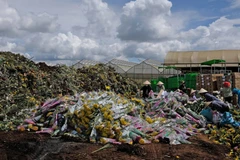 Hàng trăm ngàn cành hoa của Công ty TNHH Dalat Hasfarm và nông dân Đà Lạt vừa bị tiêu hủy do không thể xuất khẩu sang Australia vì vướng quy định của Cục Bảo vệ thực vật về việc sử dụng hoạt chất Glyphosate từ ngày 1/7 này. (Ảnh: Nguyễn Dũng/TTXVN) 