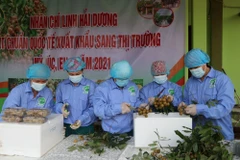 Công nhân Công ty cổ phần nông nghiệp hữu cơ Fusa sơ chế nhãn trước khi xuất khẩu. (Ảnh: Mạnh Minh/TTXVN) 