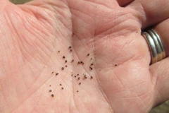 Hạt giống thuốc lá hiện nay. Hạt từ một lò sưởi được sử dụng cách đây hơn 12.000 năm cho thấy con người thời kỳ đồ đá đã sử dụng thuốc lá. (Nguồn: CNN) 