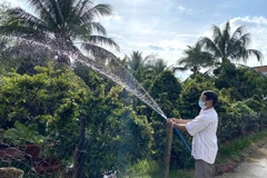 Ông Tiêu Hùng Minh chăm sóc mai để chuẩn bị cho vụ Tết. (Ảnh: Lê Thúy Hằng/TTXVN)