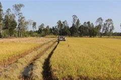 Ảnh chỉ có tính minh họa. (Nguồn: TTXVN)