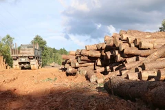 Một đống gỗ lớn đã qua sơ chế cắt khúc, tỉa cành còn nằm cạnh quốc lộ 6 (cũ), đang chờ máy chuyên dụng bốc xếp lên xe kéo, vận chuyển khỏi hiện trường tập kết. (Ảnh: Xuân Tiến/TTXVN)