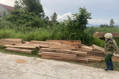 Gỗ bất hợp pháp được phát hiện tại nhà ông Nguyễn Canh Tuất. (Ảnh: TTXVN phát)