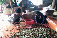 Người dân phân loại mận hậu. Ảnh minh họa. (Nguồn: TTXVN)