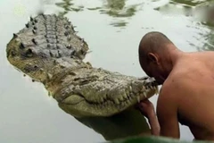 Cá sấu ở ngôi đền Sri Ananthapura. (Nguồn: odditycentral.com)