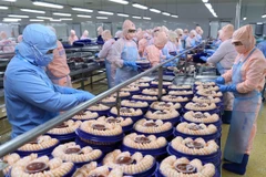 Chế biến tôm xuất khẩu tại nhà máy của Tập đoàn Minh Phu Seafood Corp tại Khu công nghiệp Nam Sông Hậu (Hậu Giang). (Ảnh: Vũ Sinh/TTXVN) 