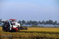 Thu hoạch lúa vụ Mùa. (Ảnh: Hoàng Nhị/TTXVN)