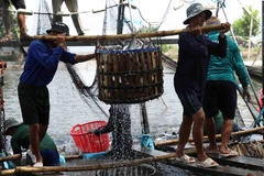 Thu hoạch cá tra cung cấp cho nhà máy chế biến phục vụ xuất khẩu tại hộ nông dân nuôi liên kết với doanh nghiệp ở xã Bình Hoà, huyện Châu Thành. (Ảnh: Phạm Hậu/TTXVN)