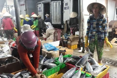 Thương lái thu mua các loại cá biển tại cảng cá Đông Hải, thành phố Phan Rang-Tháp Chàm để đưa tiêu thụ các nơi. (Ảnh: Nguyễn Thành/TTXVN)