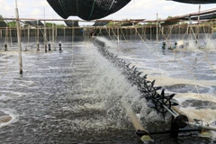  Nuôi tôm thẻ chân trắng ứng dụng công nghệ cao. Ảnh minh họa. (Ảnh: Lê Huy Hải/TTXVN)