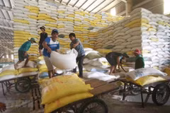 Chuẩn bị nguồn hàng gạo xuất khẩu tại Công ty Lương thực sông Hậu thuộc Tổng công ty Lương thực miền Nam. (Ảnh: TTXVN) 