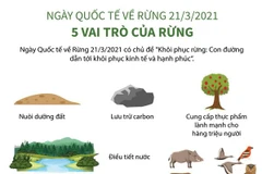 [Infographics] Ngày Quốc tế về Rừng: 5 vai trò của rừng 