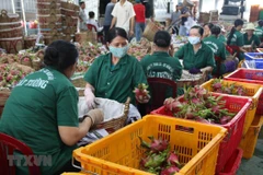 Sơ chế đóng gói thanh long xuất khẩu ở Công ty TNHH Chế biến nông sản thực phẩm Cát Tường. (Ảnh: Minh Trí/TTXVN)