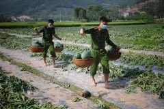 Hình ảnh những chiến sỹ công an hăng hái giúp dân dưới thời tiết nắng nóng khắc nghiệt trở nên thân thương trong chiến dịch phòng chống dịch của tỉnh Bắc Giang và cả nước. (Ảnh: Danh Lam/TTXVN) 