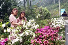 Các bạn trẻ chụp ảnh kỷ niệm bên hoa Đỗ quyên trên đường lên khu du lịch Tam Đảo. (Ảnh: Hoàng Hùng/TTXVN)