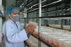 Phòng nuôi cấy nấm Đông trùng hạ Thảo của Công ty TNHH Đông trùng hạ thảo Trung Nhân, địa chỉ tại xã Tân Hưng, thành phố Bà Rịa. (Ảnh: Hoàng Nhị/TTXVN)