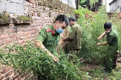 Lực lượng công an huyện Tam Dương, tỉnh Vĩnh Phúc tiến hành nhổ bỏ, thu giữ toàn bộ số cây cần sa trồng trái phép tại gia đình ông Nguyễn Văn Hội. (Ảnh: TTXVN phát)