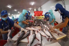 Chế biến cá tra nguyên con xuất khẩu tại nhà máy chế biến thủy sản của Tập đoàn Sao Mai (An Giang). (Ảnh: Vũ Sinh/TTXVN) 