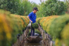 [Photo] Đồng Tháp: Rực rỡ sắc vàng tại thủ phủ hoa Tết ở Sa Đéc