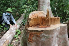 Lâm tặc cưa hạ những cây to trong lõi rừng để khai thác lâm sản. (Ảnh: Phạm Cường/TTXVN)