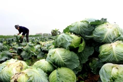 Ảnh minh họa. (Nguồn: TTXVN)