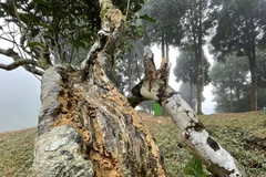 Không chỉ riêng cây chè tổ có hiện tượng này mà cả vùng chè có nhiều cây khác cũng bị mối ăn, có cây đã bị chết. (Ảnh: Tuấn Anh/TTXVN)