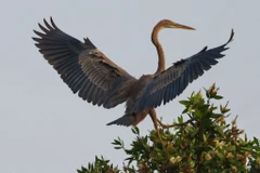 Nhiều nhất có các loại cò ốc, điêng điểng, trích cồ, gà lôi Ấn Độ, te vàng (Nga), cò bợ, cò trắng, vạc xám, diệc lửa, diều. (Nguồn: Vietnam+)