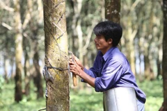 Công nhân khai thác mủ cao su tại Công ty một thành viên Mang Yang (tỉnh Gia Lai). (Ảnh: Dương Giang/TTXVN) 