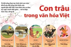[Infographics] Hình tượng con trâu trong văn hóa Việt Nam