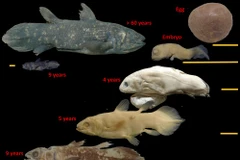 Cá hóa thạch Coelacanth. (Nguồn: AP)