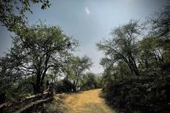 Dọc 2 bên đường có rất nhiều cây táo mèo có tuổi đời hơn 100 tuổi. (Ảnh: Tuấn Anh/TTXVN)