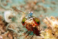 Tôm bọ ngựa công. (Nguồn: odditycentral.com)