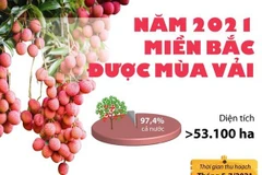 [Infographics] Năm 2021, nhiều tỉnh miền Bắc được mùa vải thiều