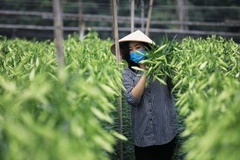 Hoa loa kèn bung nở, báo hiệu một mùa hè sắp về. (Ảnh: Thành Đạt/TTXVN)